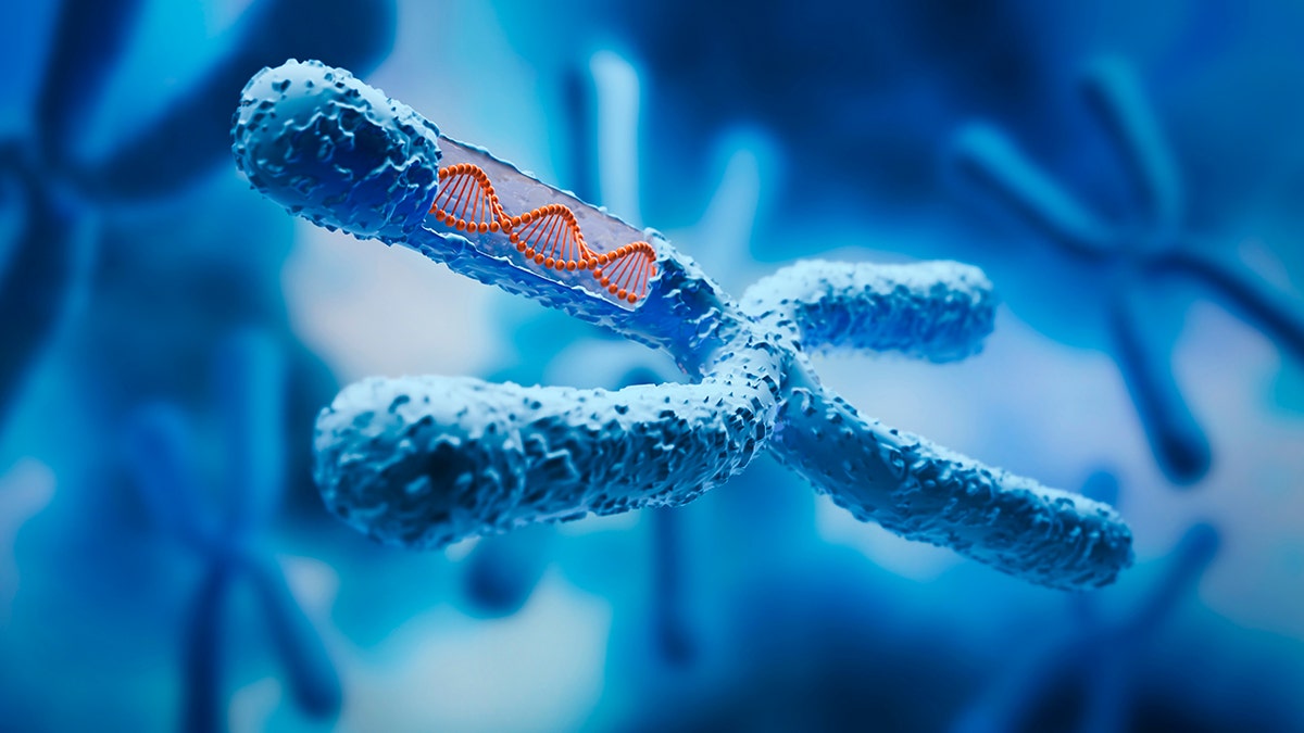 X DNA chain chromosome inside with blue background - Medical Sciences and Biotechnology of Background - 3D Illustration: used in piece on vitamin D capable of protecting telomeres and supporting longer life