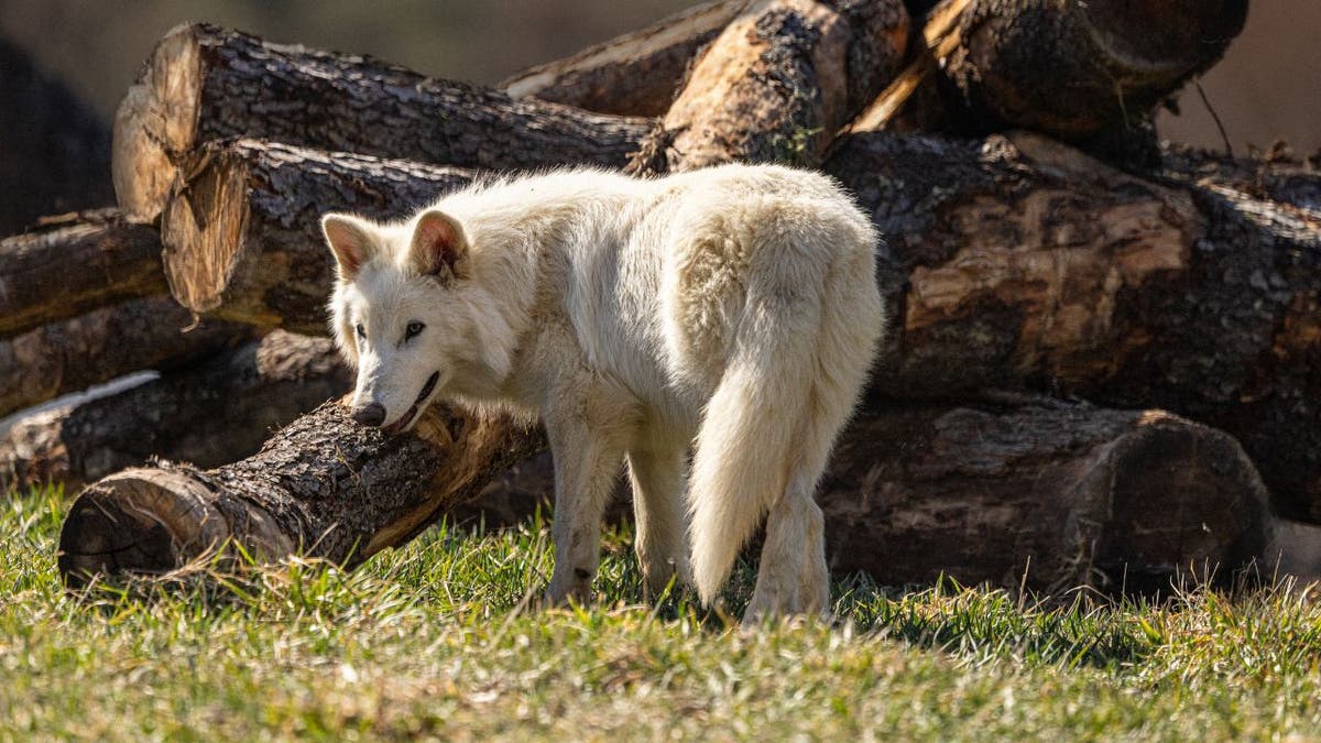 Lifted wolf at 5 months