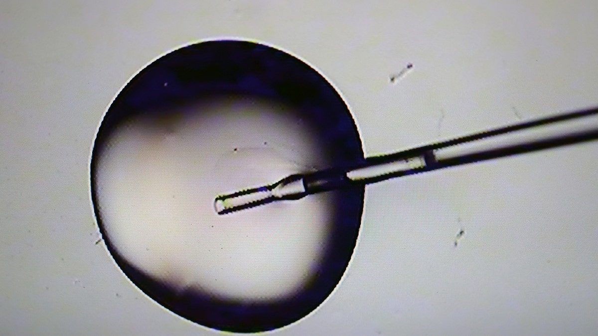 Rise of the Superbaby? The US startup offers IQ genetic screening for Wealthy Elite: Report