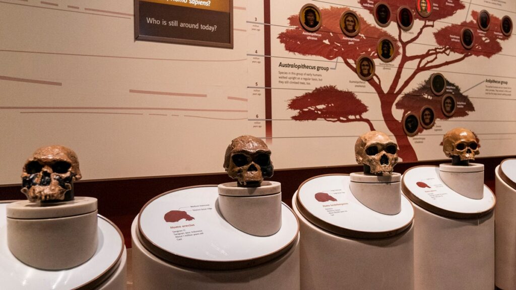 Scientists link the gene with the appearance of the spoken language